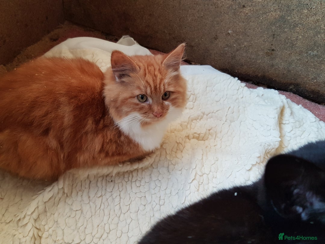 Mixed Breed cats for sale: GORGEOUS KITTENS INCL FEMALE ORANGE TABBY - Advert 6