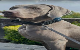 Weimaraner dogs for stud: Stunning, Healthy Stud - Image 10