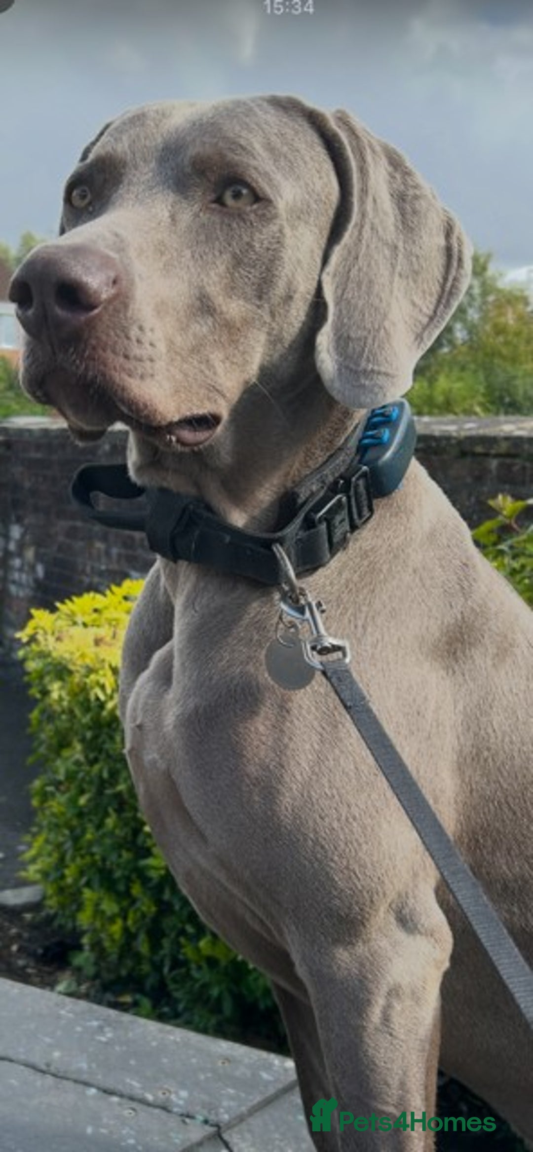 Weimaraner dogs for stud: Stunning, Healthy Stud - Image 10