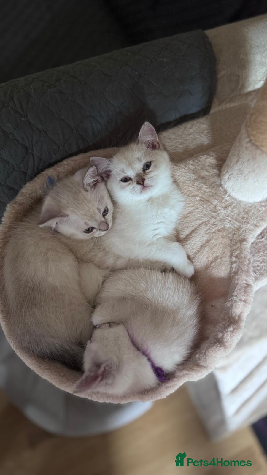 British Longhair cats British Shorthair Colourpointed Kittens  - Advert 1