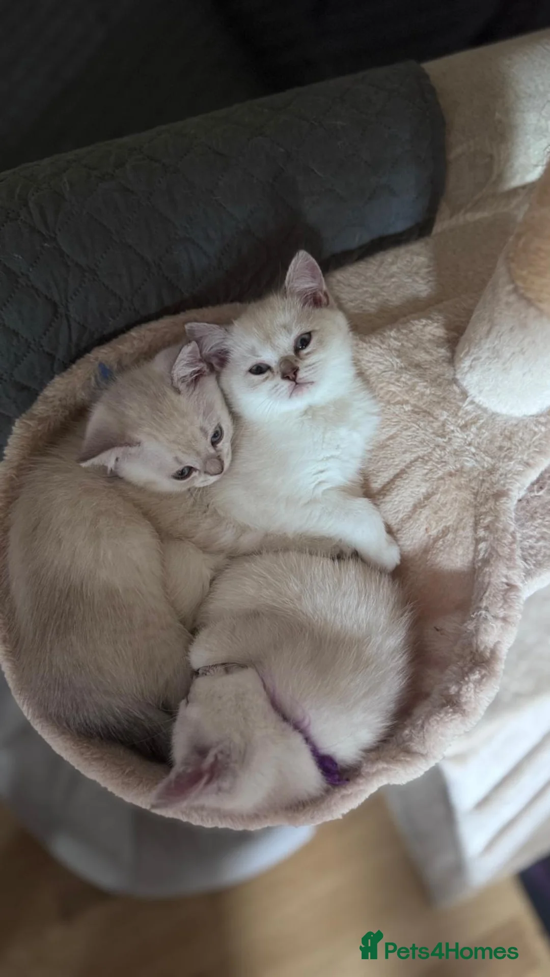 British Longhair cats for sale: British Shorthair Colourpointed Kittens  - Advert 1