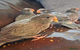 Parakeets birds for sale: Hand Tame Kakariki  - Image 2