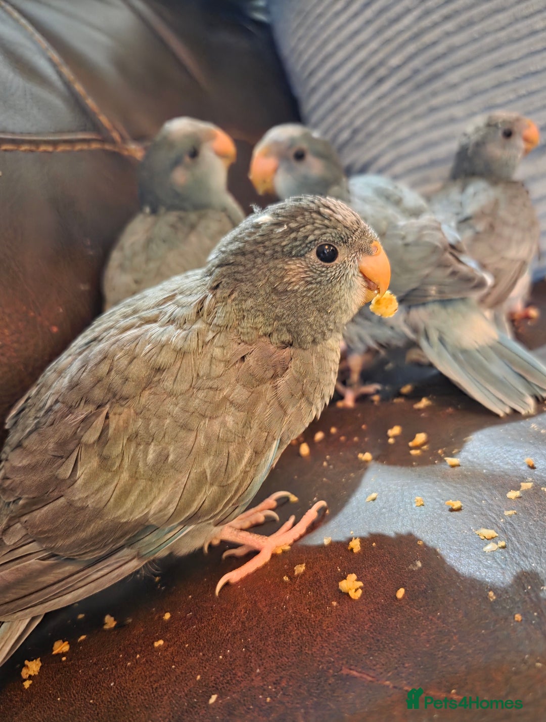 Parakeets birds for sale: Hand Tame Kakariki  - Image 2