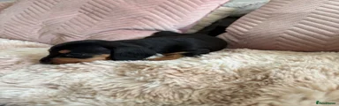 Dachshund 2
