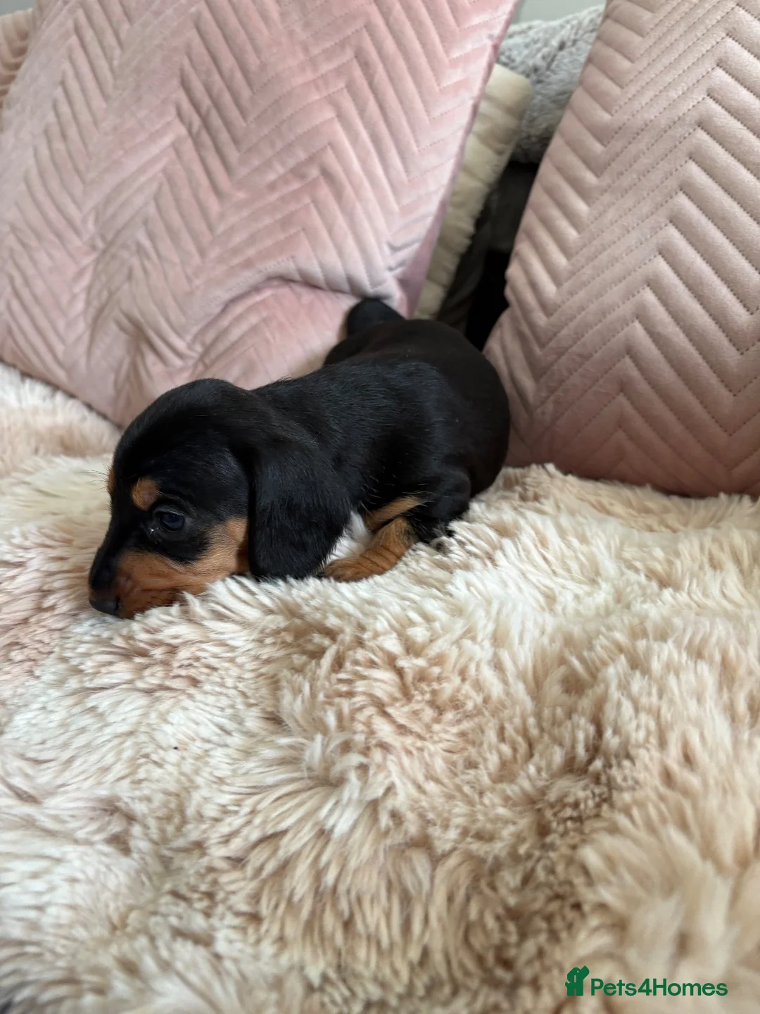 Dachshund dogs for sale: Dachunds puppies in Droitwich - Advert 2