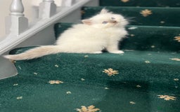 Ragdoll cats for sale: Extremely white Ragdoll boy! - Image 13