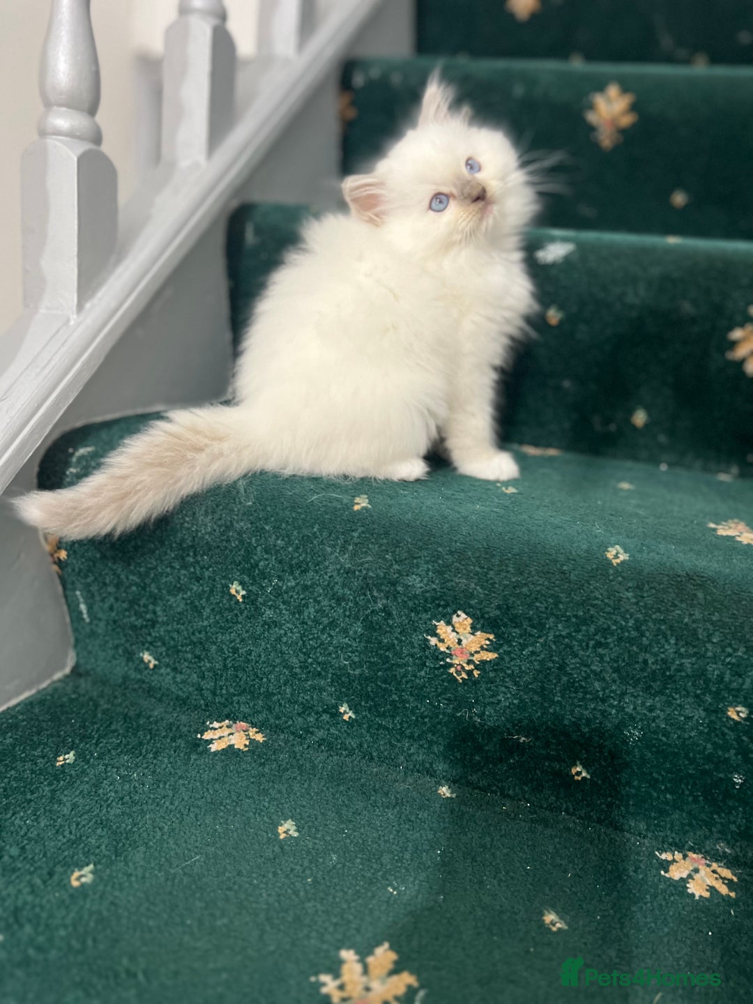 Ragdoll cats for sale: Extremely white Ragdoll boy! - Image 13