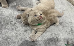 British Shorthair cats for sale: Champions bloodline British Shorthair Kittens! 🐾  - Image 3
