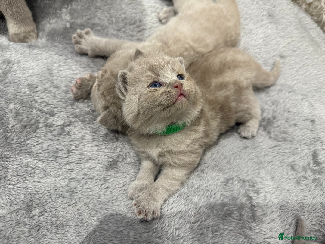 British Shorthair cats for sale: Champions bloodline British Shorthair Kittens! 🐾  - Image 3