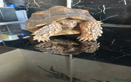 Tortoise reptiles for sale: 7-Year-Old Sulcata Tortoise with Full Set-Up  - Image 2