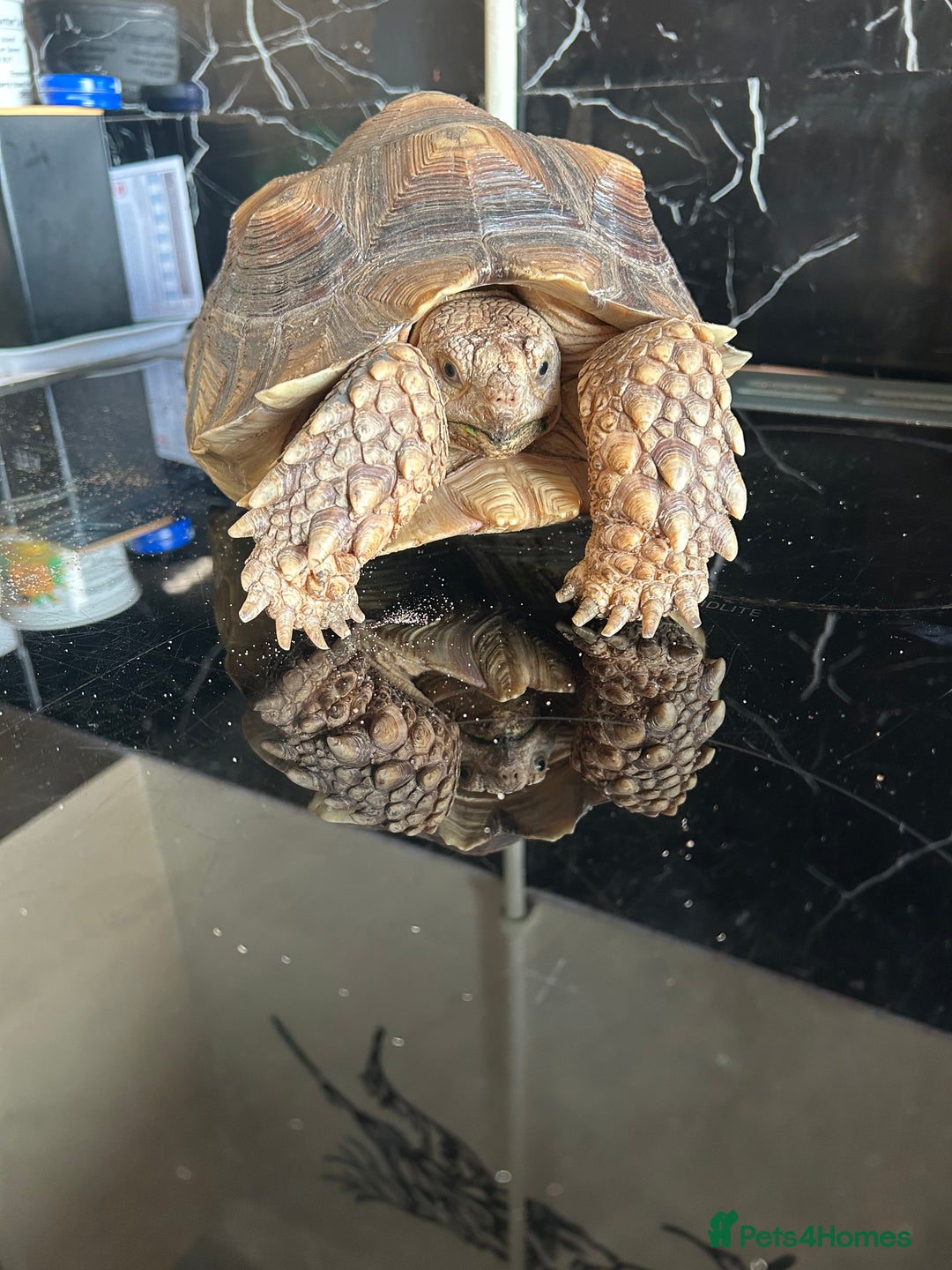 Tortoise reptiles for sale: 7-Year-Old Sulcata Tortoise with Full Set-Up  - Image 2