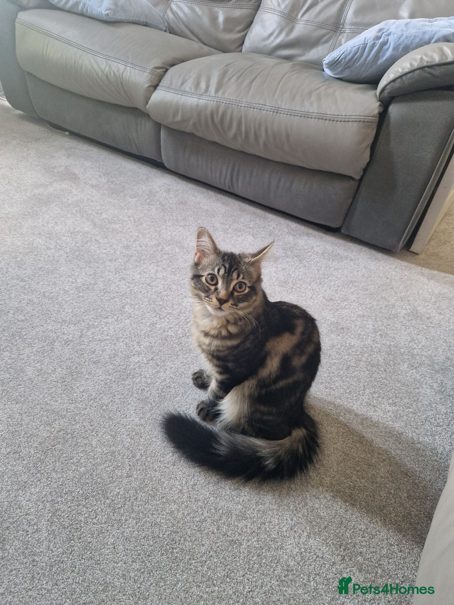 Mixed Breed cats Siberian mixed kitten 6 months old - Advert 3