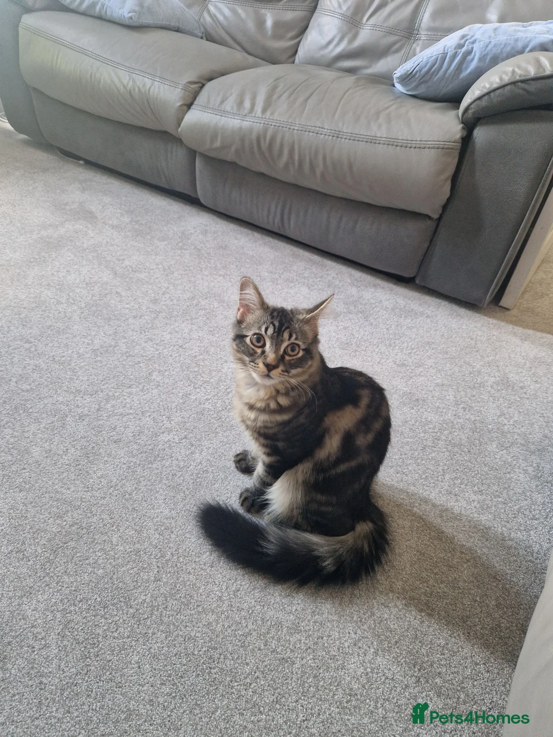 Mixed Breed cats for sale: Siberian mixed kitten 6 months old in Birmingham - Advert 1