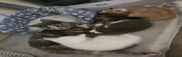 Domestic Shorthair cats for sale: 4 beautiful kittens for sale!! - Advert 1
