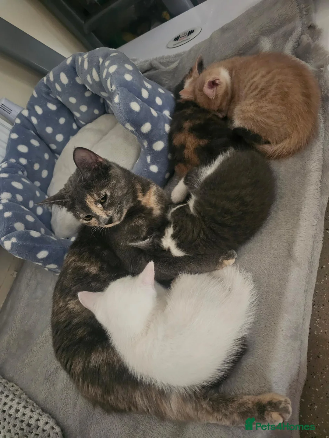 Domestic Shorthair cats for sale: 4 beautiful kittens for sale!! - Advert 1