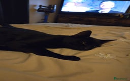 Mixed Breed cats for sale: 2 kittens for sale  - Image 3