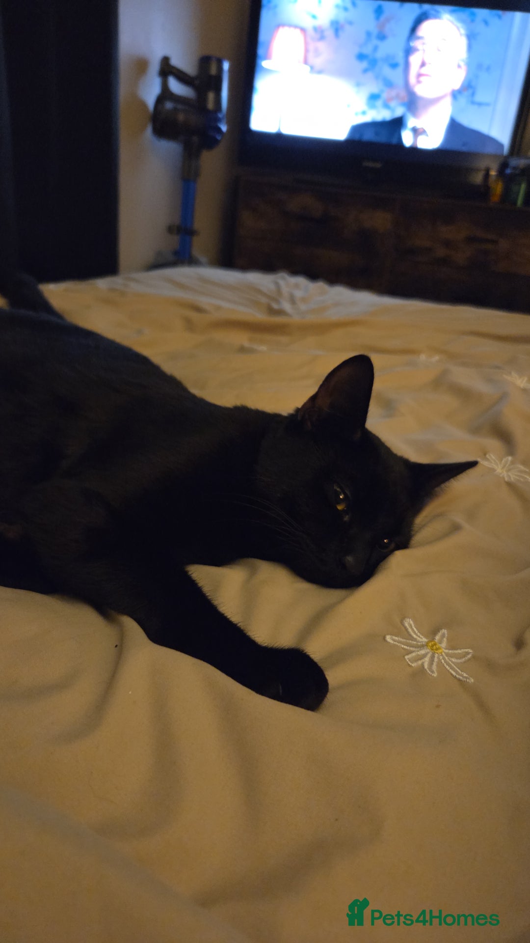 Mixed Breed cats for sale: 2 kittens for sale  - Image 3