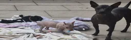 Mexican Hairless dogs for sale: 1 Stunning coated boy.mini size. - Advert 5