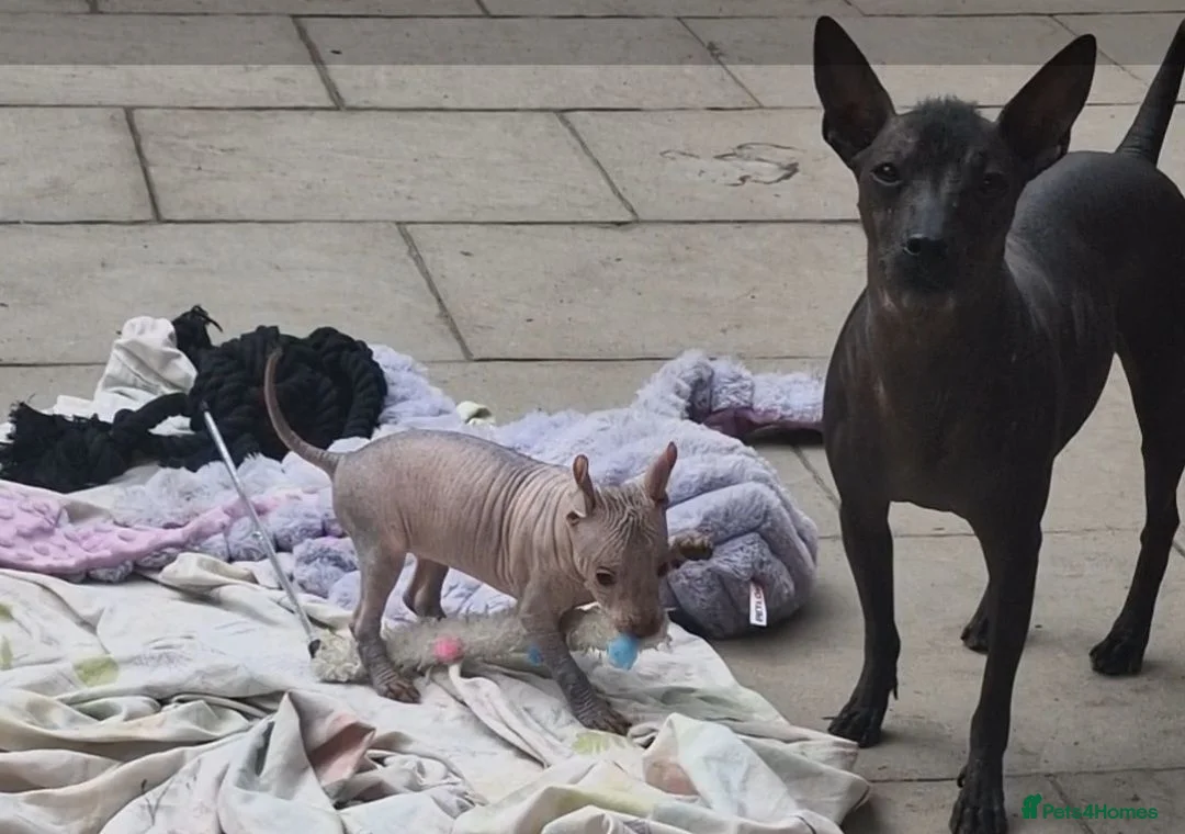 Mexican Hairless dogs for sale: 1 Stunning coated boy.mini size. - Advert 5