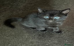 Mixed Breed cats for sale: Litter of 3 female kittens  - Image 2