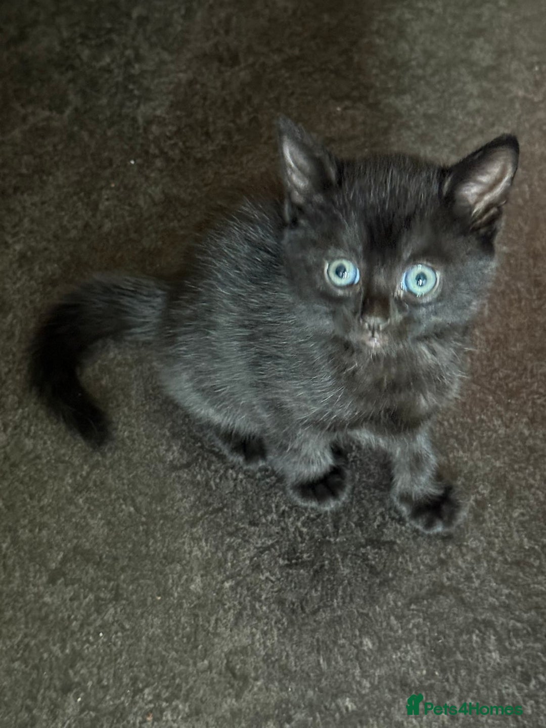 Mixed Breed cats for sale: Litter of 3 female kittens  - Image 2