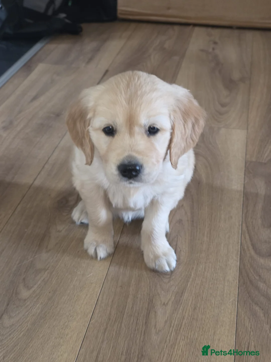 Golden Retriever dogs for sale: KC Golden Retriever Puppies ready in 10 days  - Advert 2