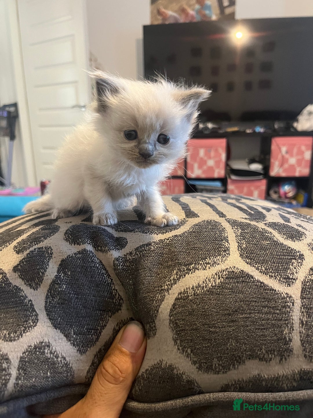 Ragdoll cats for sale: 5 Ragdoll kittens ready leave now  - Image 4