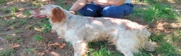 English Setter dogs for adoption: Hans  - Advert 6
