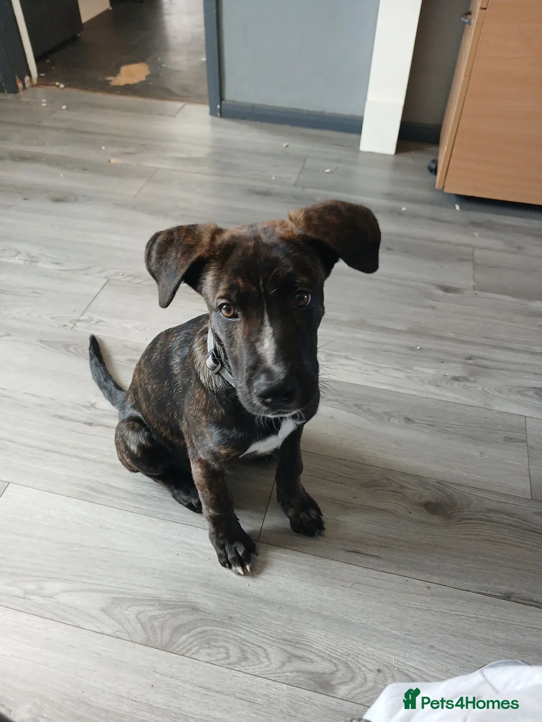 Mixed Breed dogs for sale: Belgium shepherd cross 4 months old male - Advert 2
