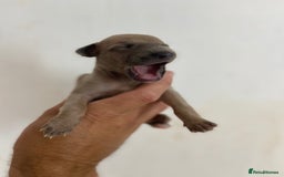 Whippet dogs for sale: Stunning kc reg whippet puppies  - Image 12