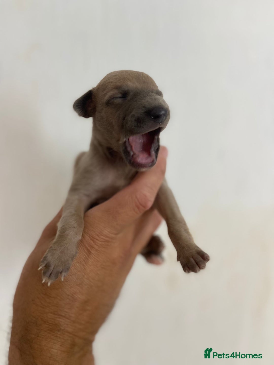 Whippet dogs for sale: Stunning kc reg whippet puppies  - Image 12