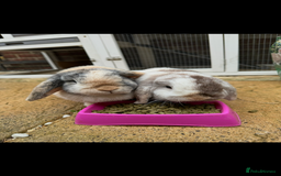 Mini Lop rabbits for sale: 2 year old Mini Lop Female  - Image 6