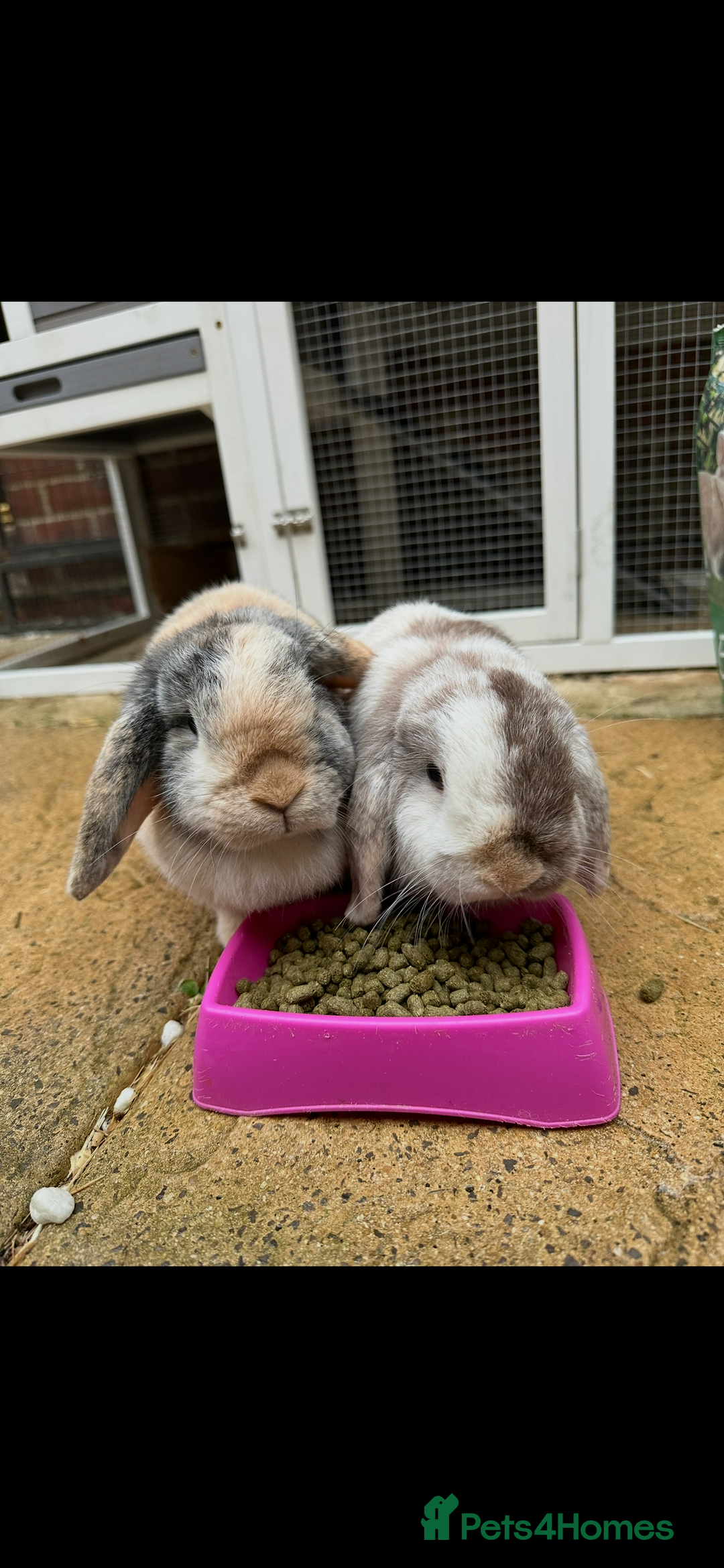 Mini Lop rabbits for sale: 2 year old Mini Lop Female  - Image 6