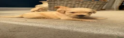 Golden Retriever dogs for sale: Kennel Club Golden Retriever Puppies Health Tested - Advert 14