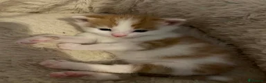 Mixed Breed Kitten 1