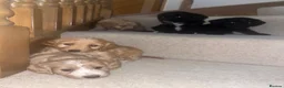 Cockapoo dogs for sale: F1 cockatoo puppies - Advert 5