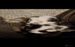 Domestic Shorthair cats for sale: 2 Female & 1 Male adorable baby kittens for SALE🐈 - Image 13