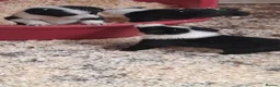Border Collie dogs for sale: collie pups from working stock  - Advert 3