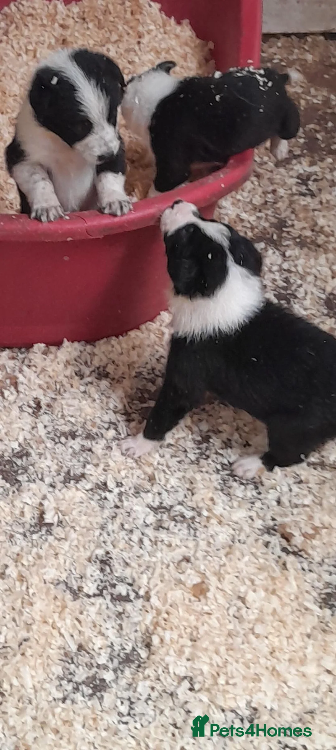 Border Collie dogs for sale: collie pups from working stock  - Advert 3
