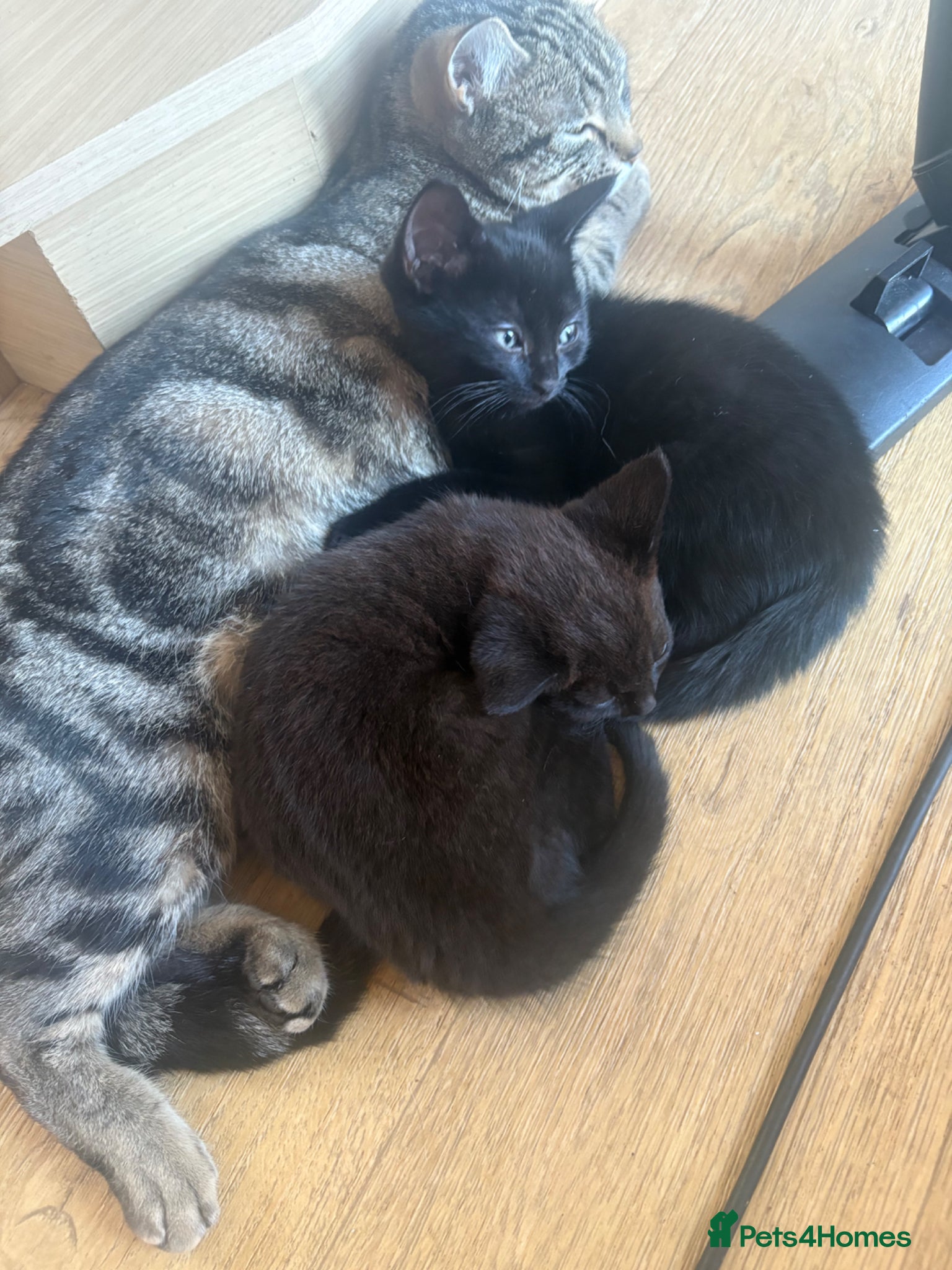 Mixed Breed cats Pure black kittens - Advert 2