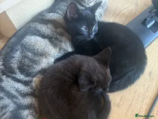 Mixed Breed cats Pure black kittens - Advert 9