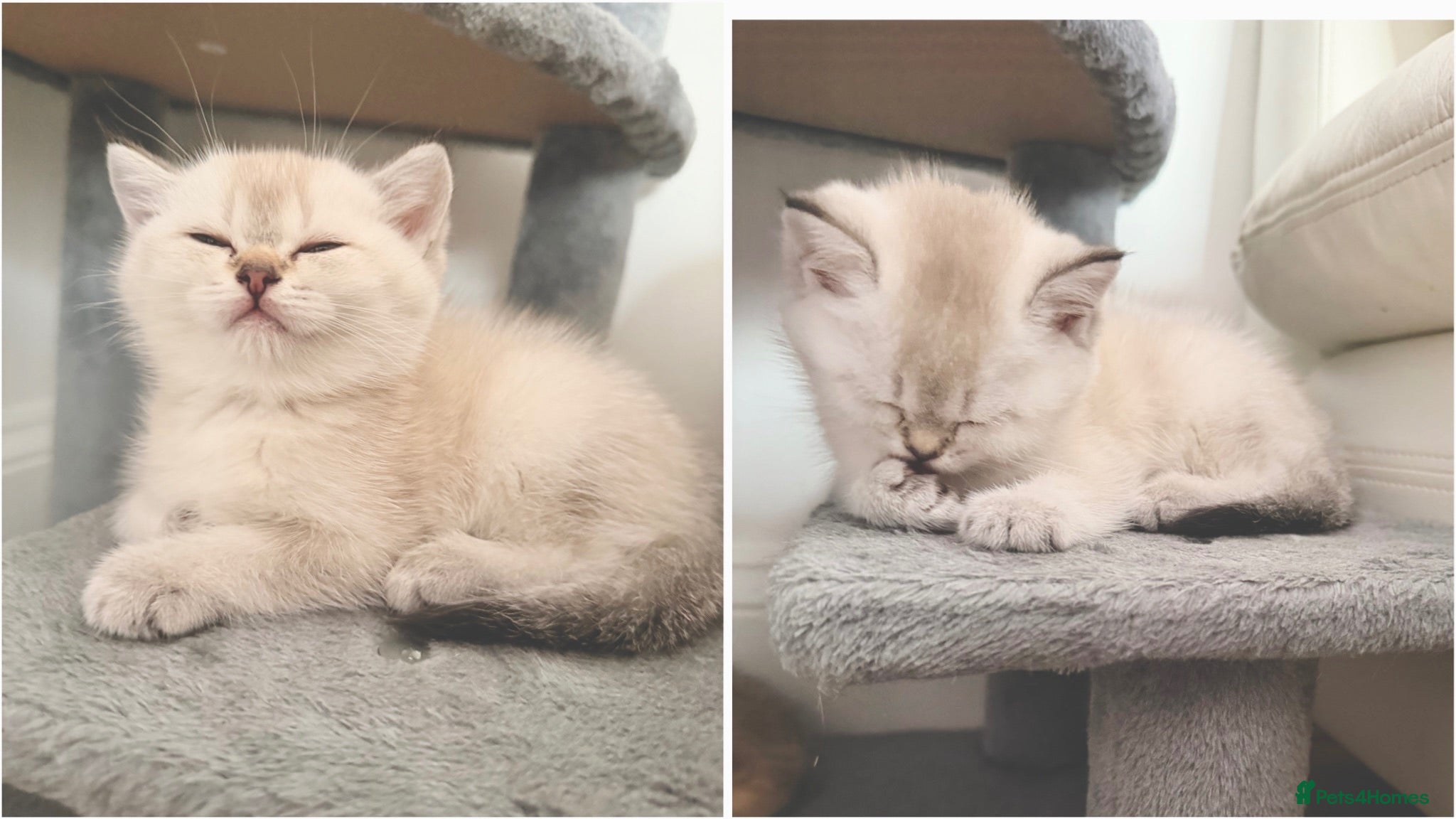 Scottish Fold cats Gorgeous Scottish Fold x British Shorthair Kittens - Advert 1