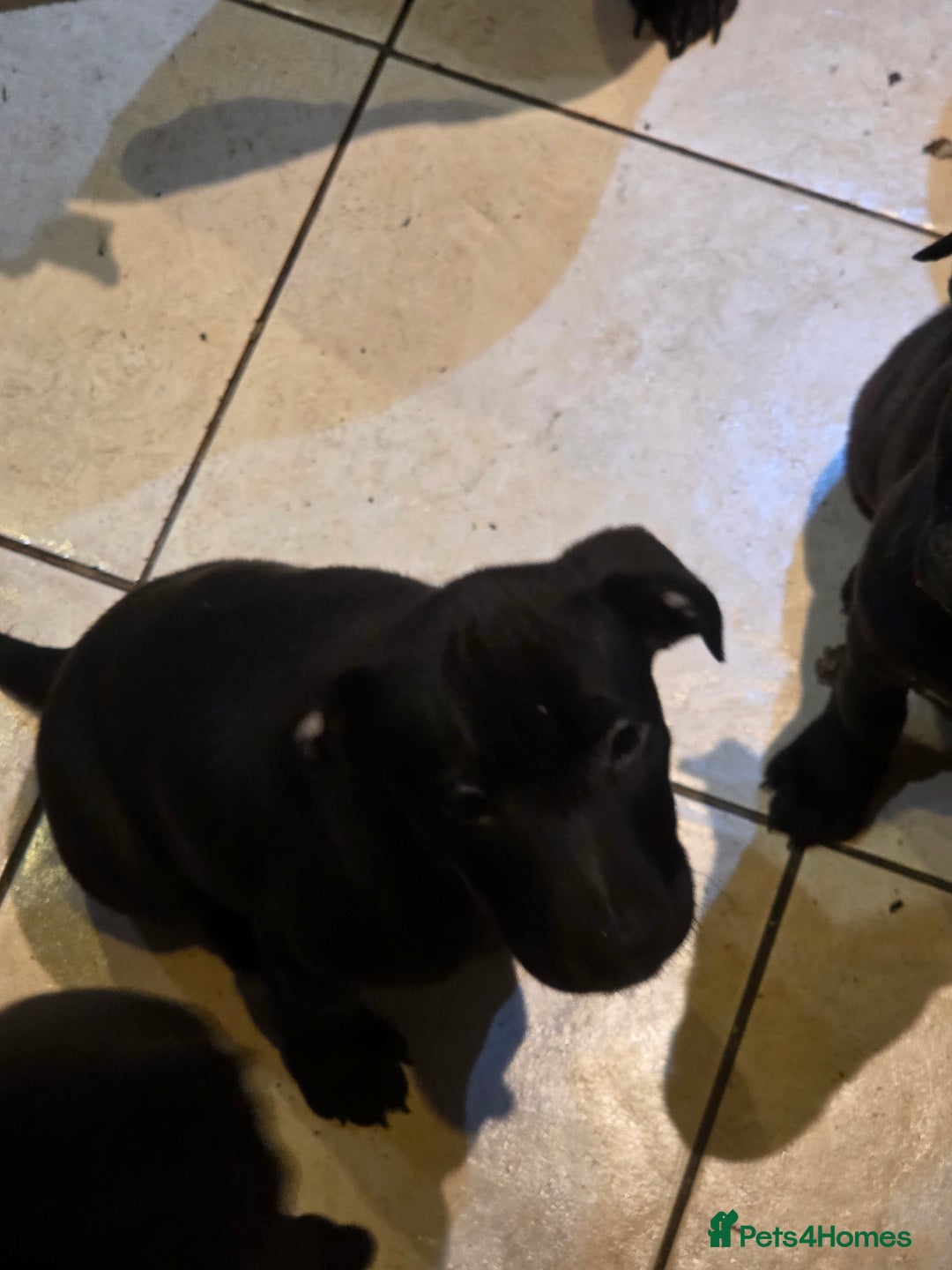 Mixed Breed dogs for sale: Chaffie Pups - Advert 9