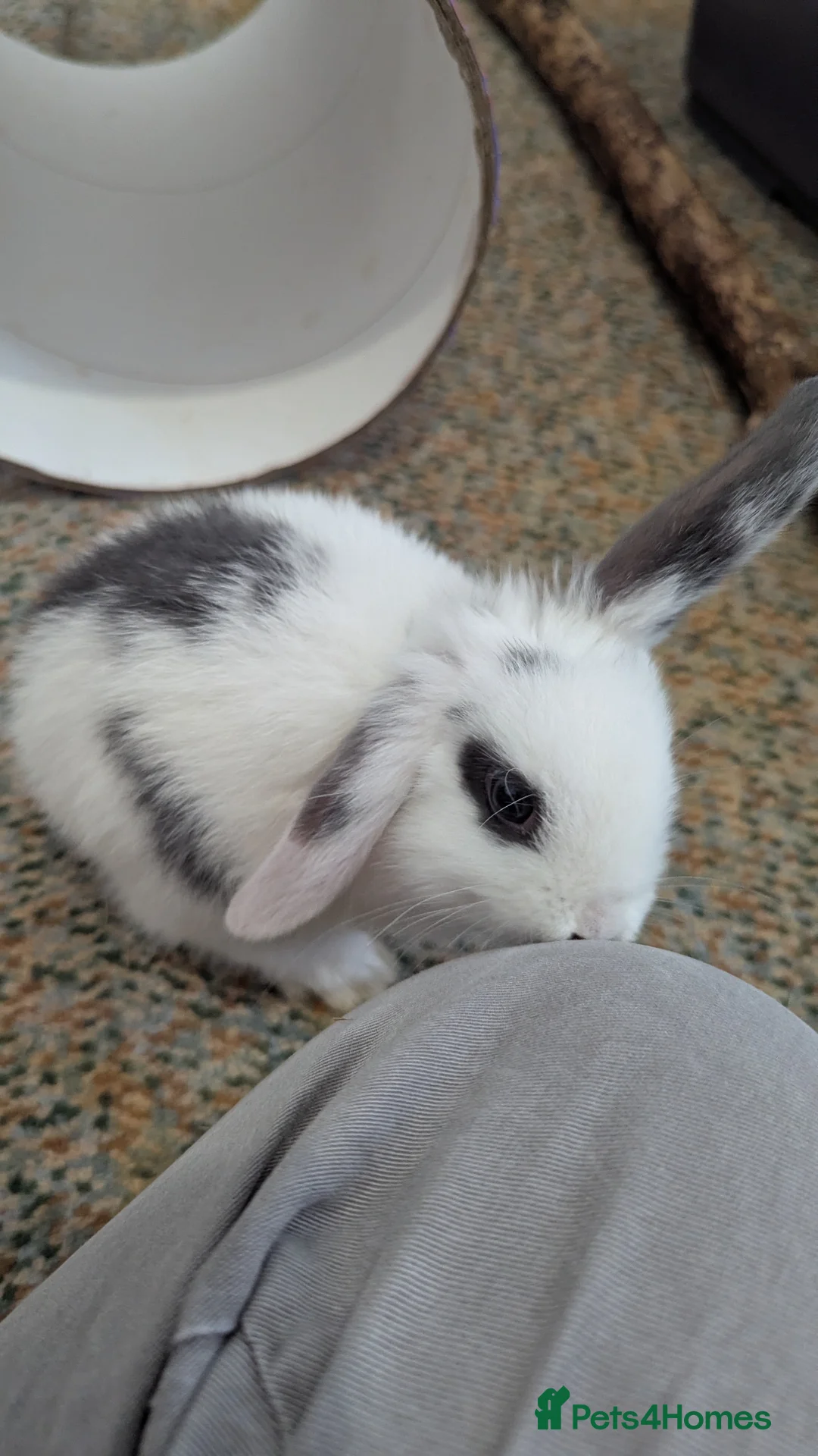 Mixed Breed rabbits for sale: 2 X Baby Rabbits (Lop) in Southampton - Advert 10