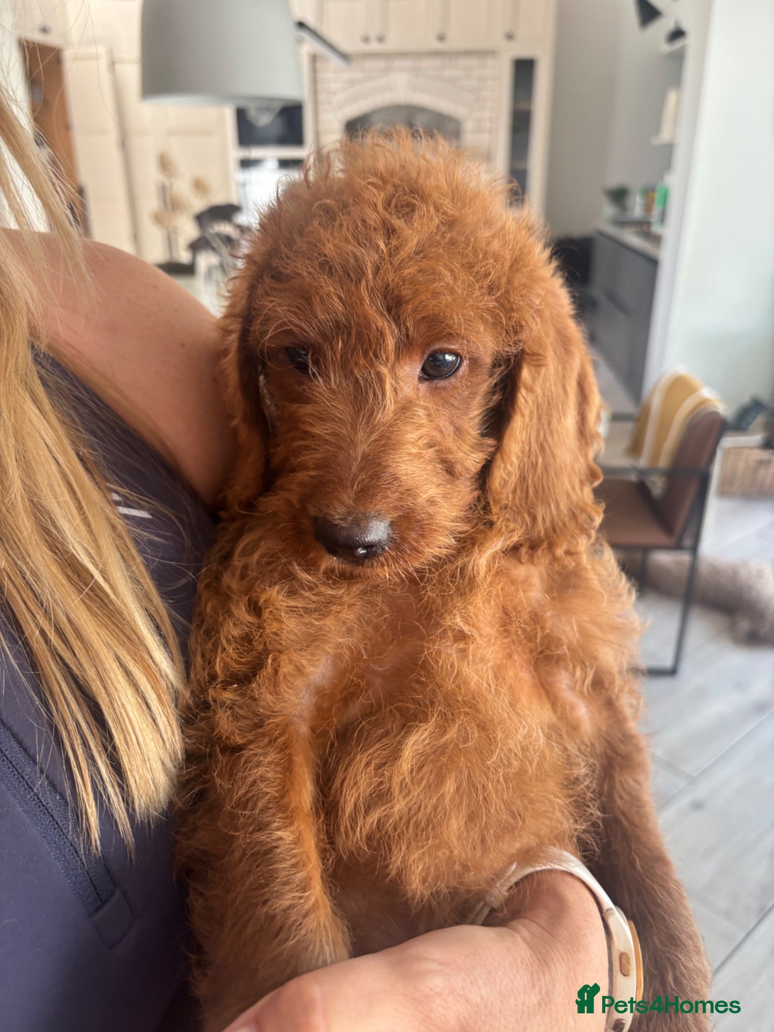 Labradoodle dogs Stunning red Labradoodle lovely temperament - Advert 2