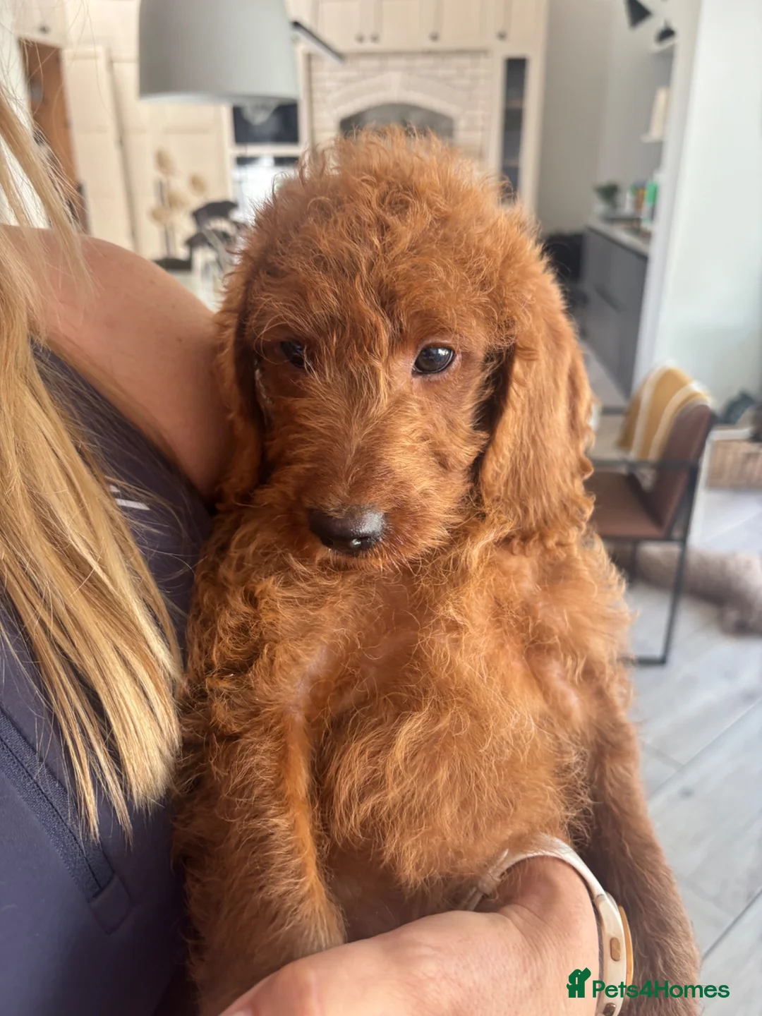 Labradoodle dogs for sale: Stunning red Labradoodle lovely temperament - Advert 2