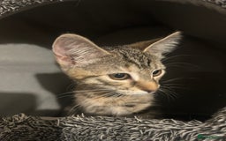 British Shorthair cats for sale: 2 Beautiful Girls Ready to Go - Image 3