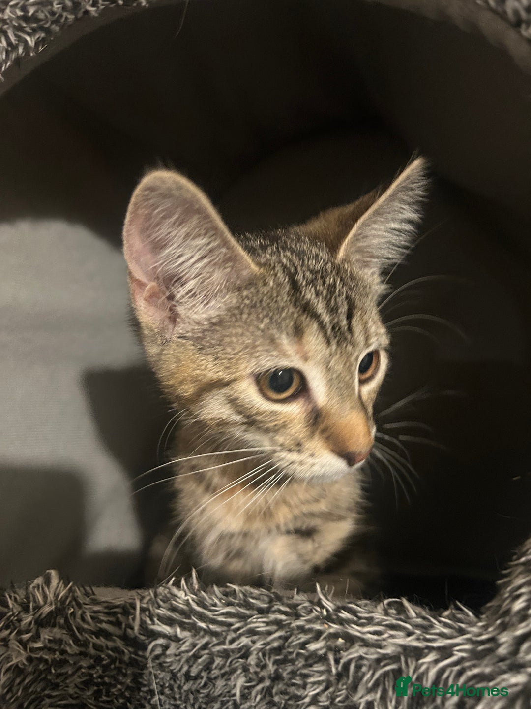 British Shorthair cats for sale: 2 Beautiful Girls Ready to Go - Image 3