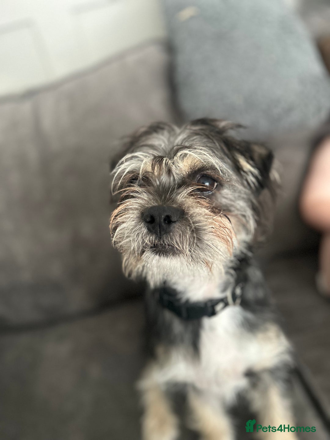 Shorkie dogs for sale: Looking to rehome our teddy - Image 3