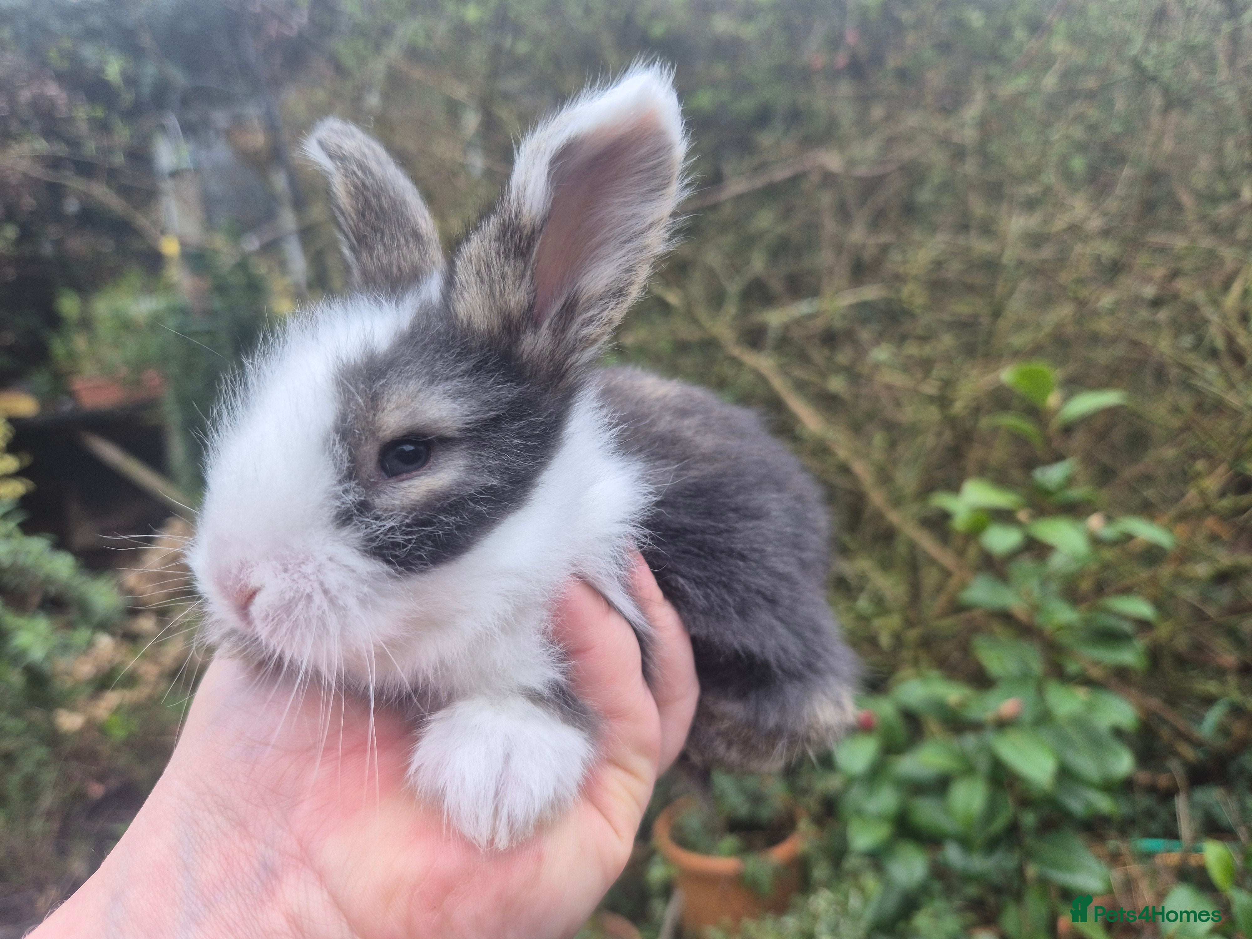 Angora rabbits ADORABLE ANGORA BABIES-PARENTS IMPORTED 🇫🇷  - Advert 1